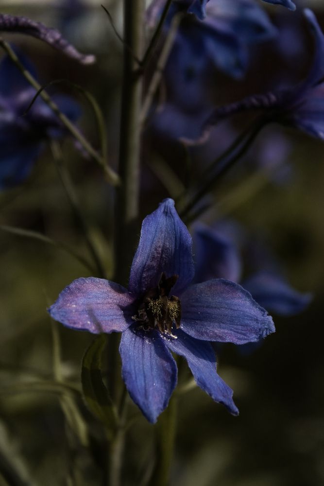 Photograph by Анастасия Псарёва