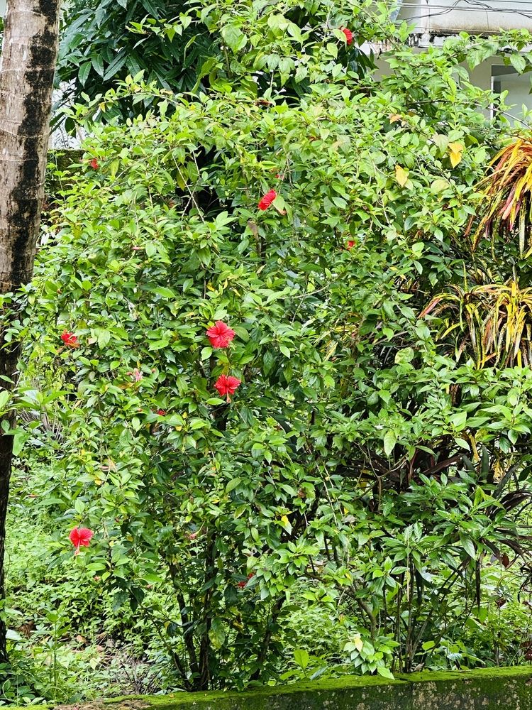 A red flower in the perfect green grass