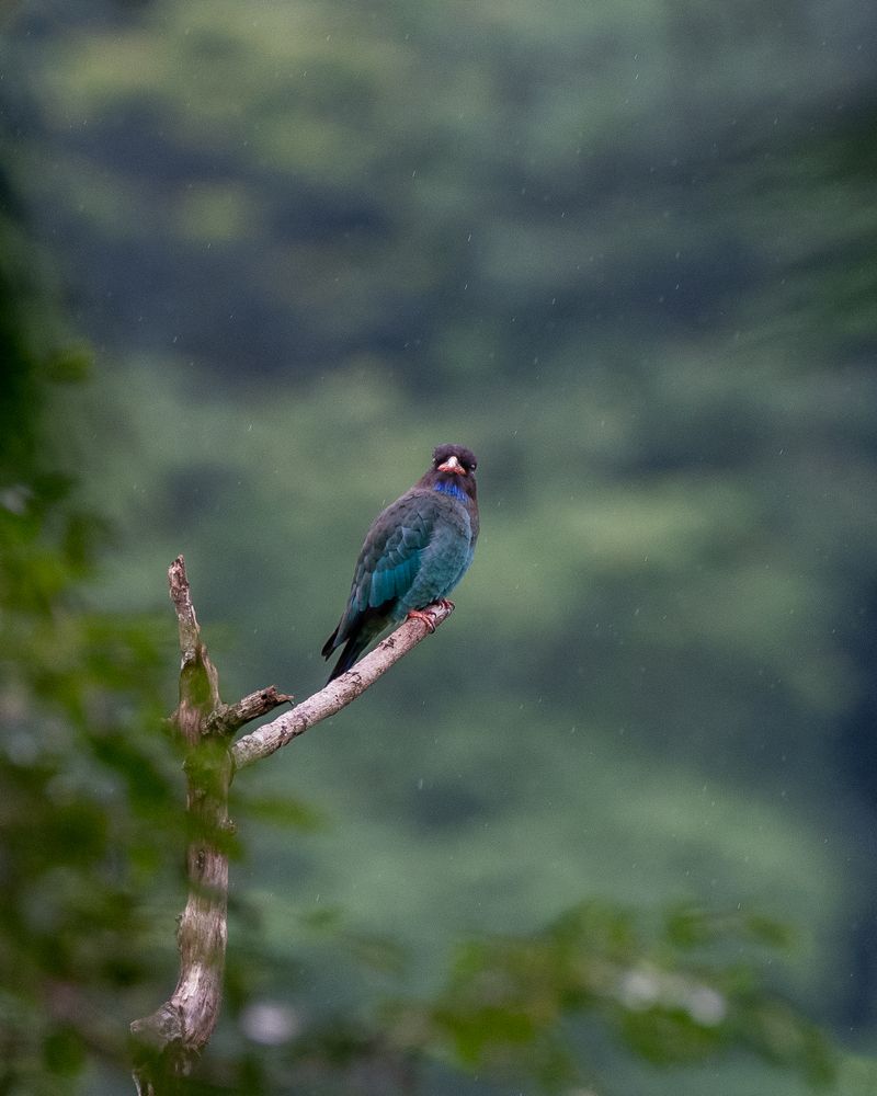 Photograph by Prabhat Ghosh