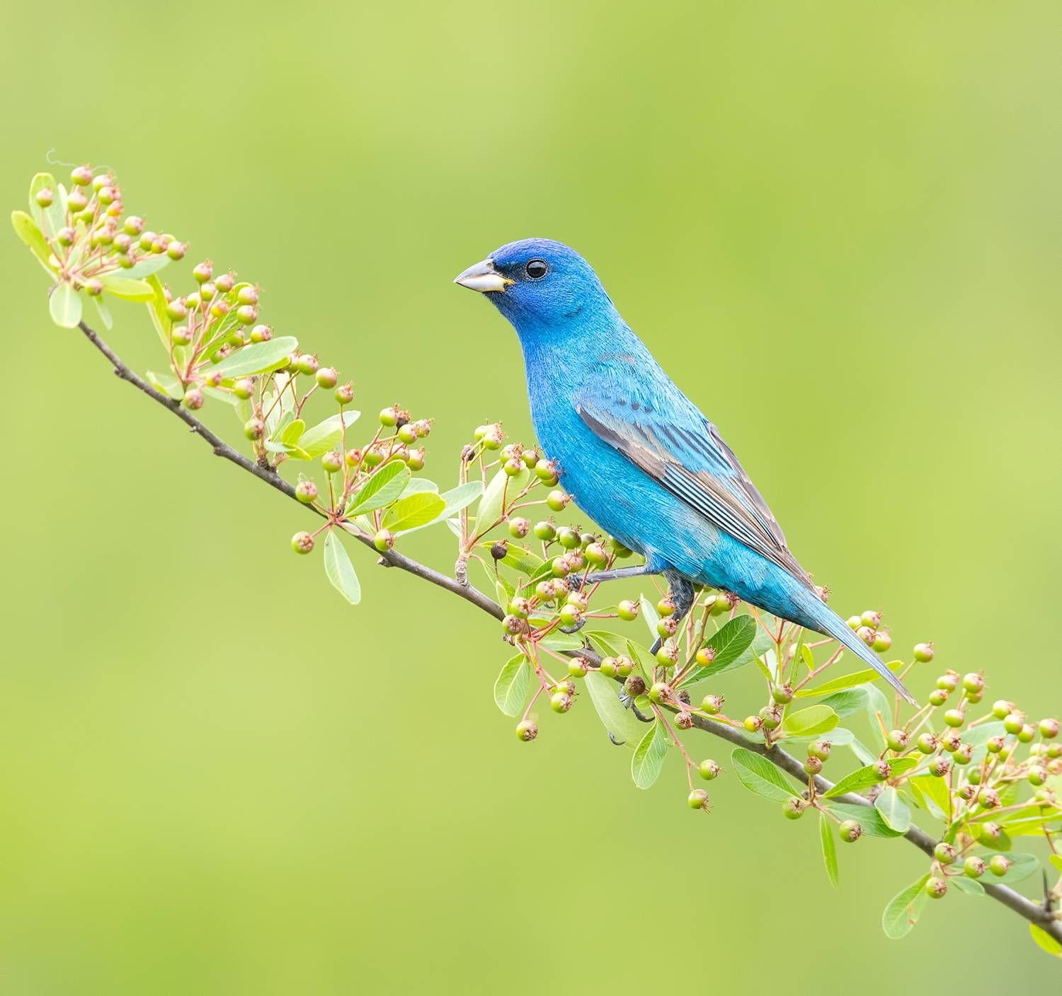 Indigo bunting