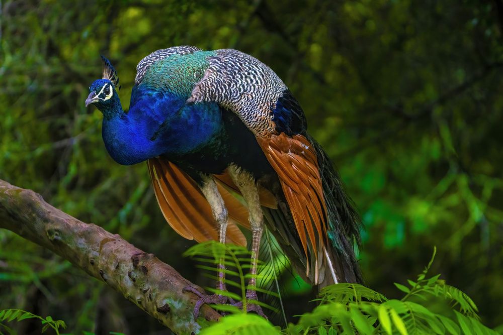 Photograph by Leslee Jayachandran