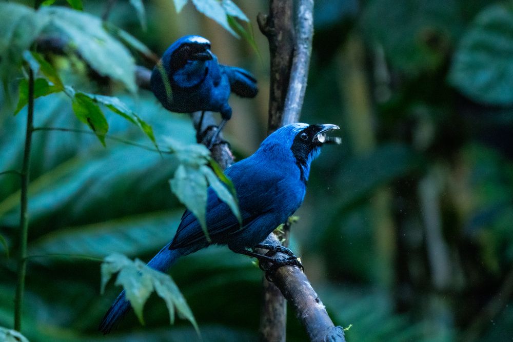 Фотография автора Julia A Caesar