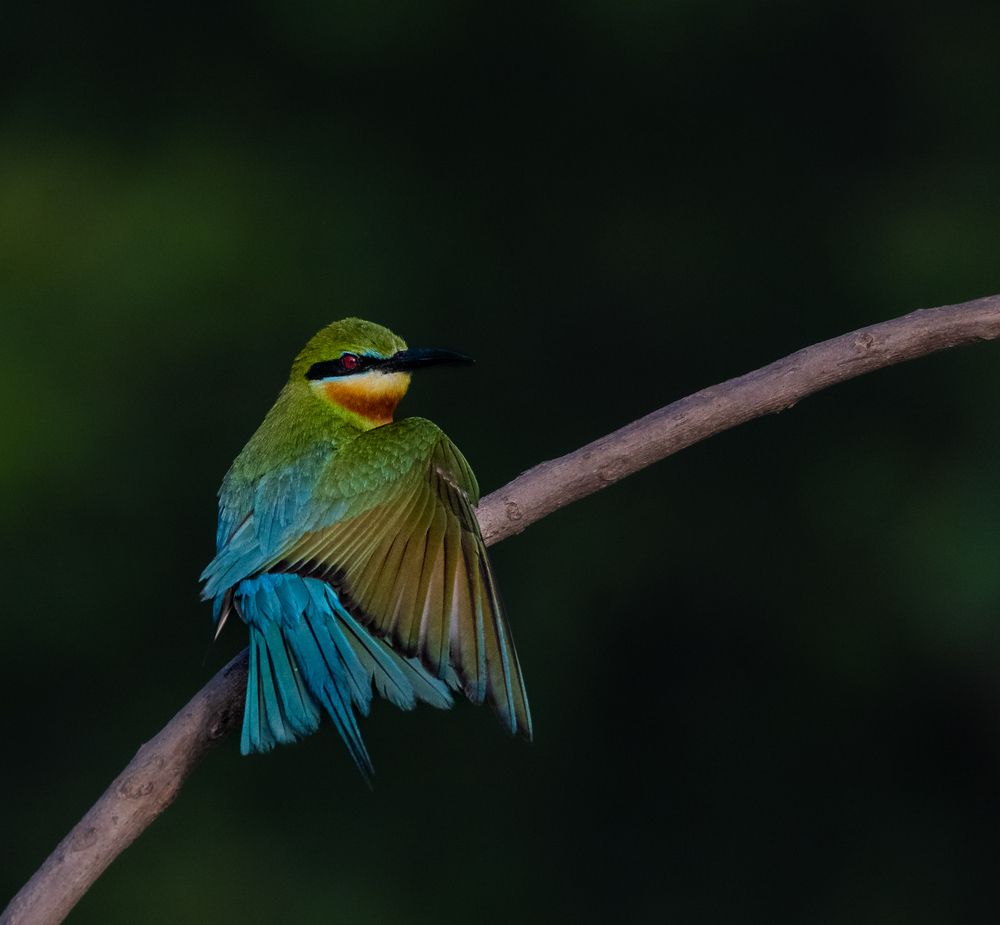 Фотография автора Tanmoy Mitra