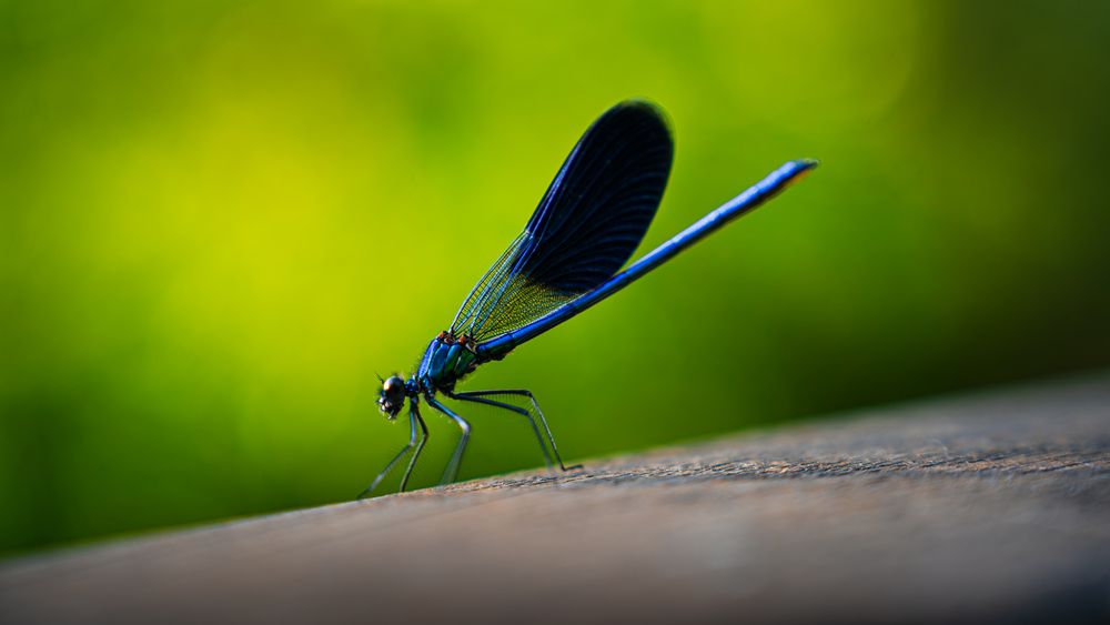 BANDED DEMONSITE