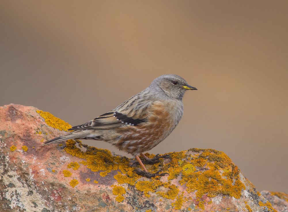 Photograph by Хасан Журтов