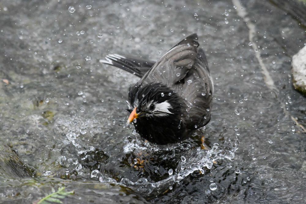 Photograph by 音無