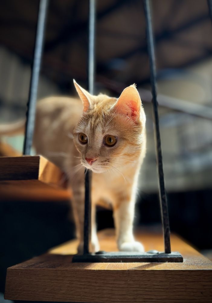 Cat under the sunrays