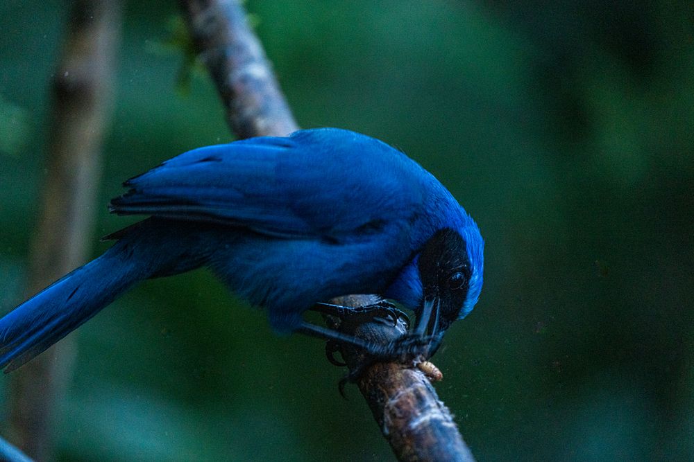 Фотография автора Julia A Caesar