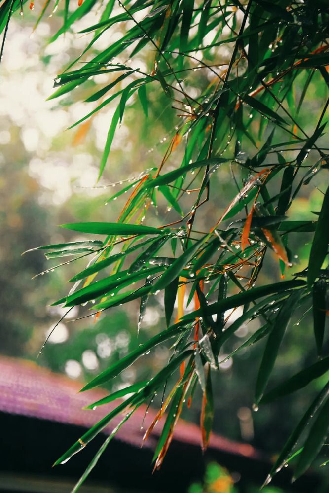 Photograph by Viduri Vilasi Bandadra