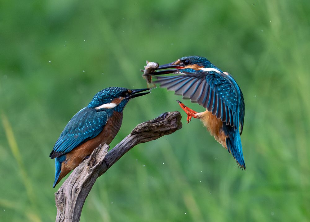 Photograph by Дорн Оксана