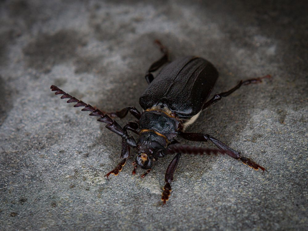 Photograph by Диана Бородзе