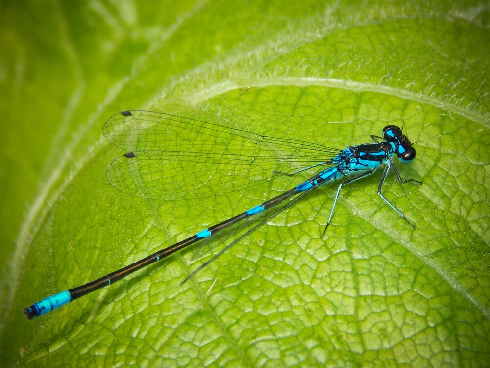 Фотография автора Диана Бородзе