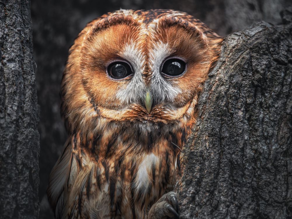 Рыжая красавица