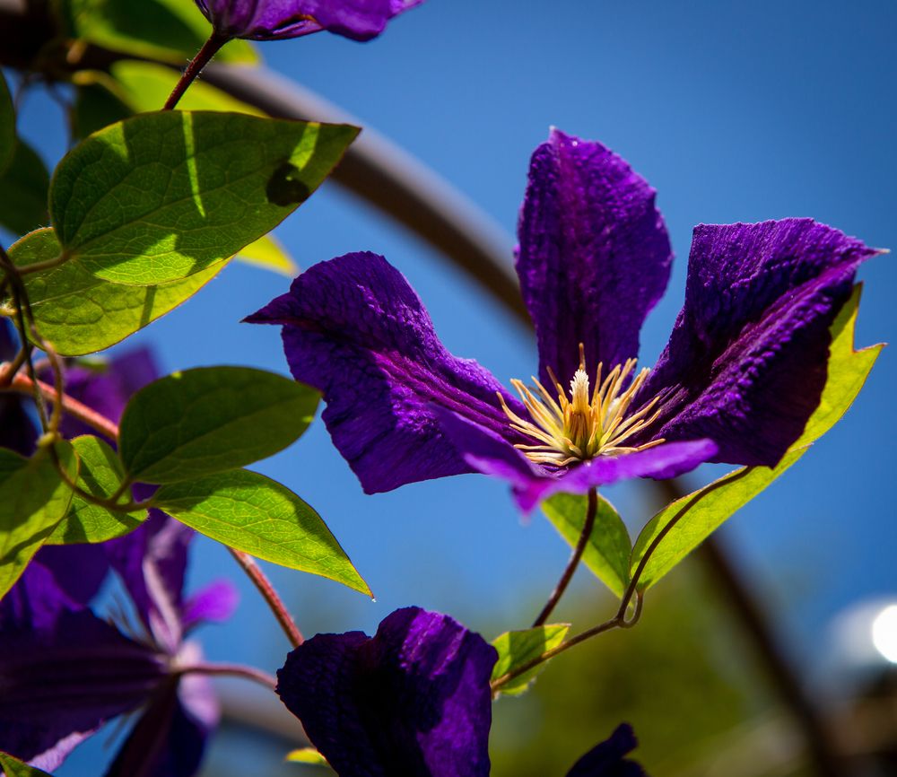 Фотография автора Диана Бородзе