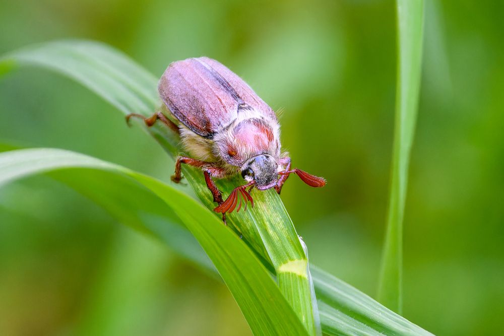 Майский жук