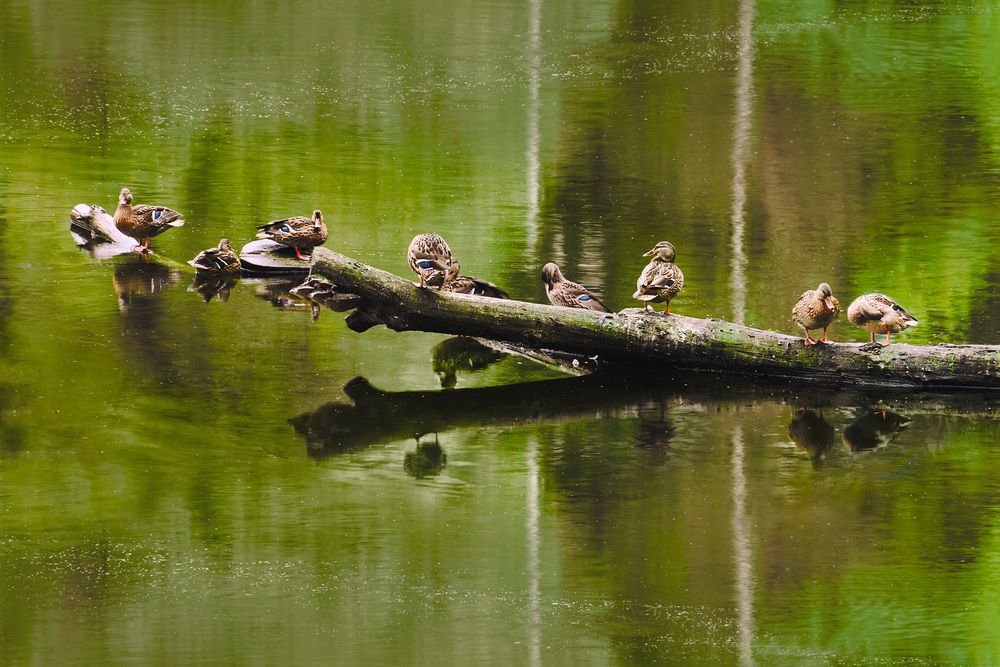 Утиная история