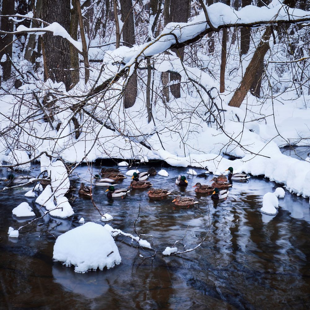 Утки на лесном ручье
