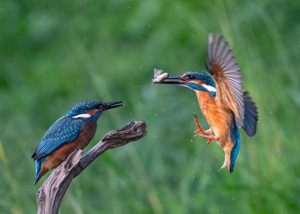 Photograph by Дорн Оксана