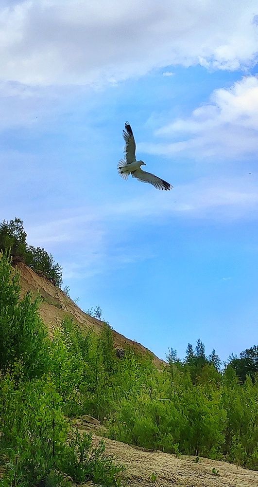 Photograph by Алла Холодова