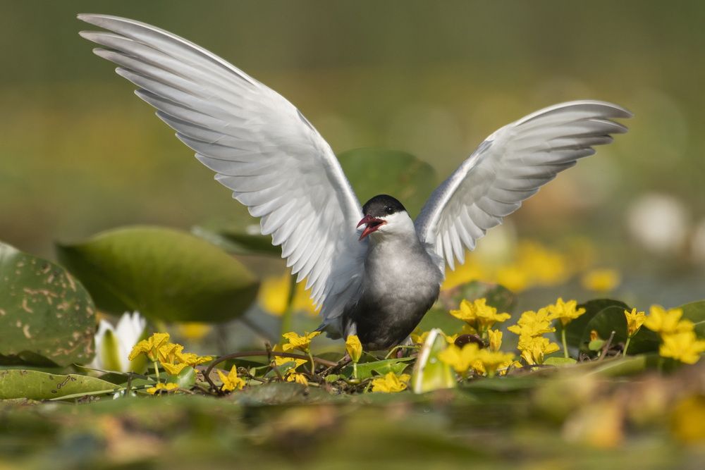 Photograph by Predrag Kostin