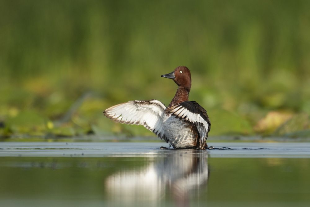 Photograph by Predrag Kostin