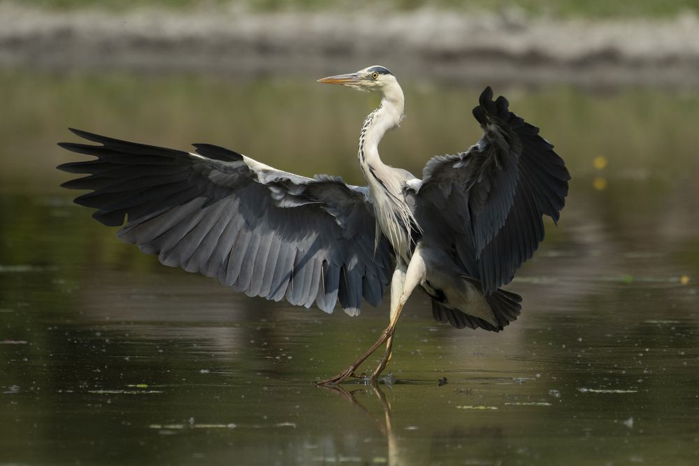 Photograph by Predrag Kostin