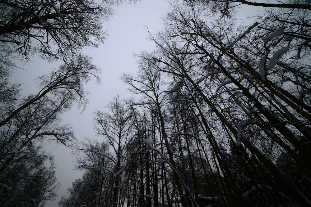 Мрачный лес // The Gloomy Forest