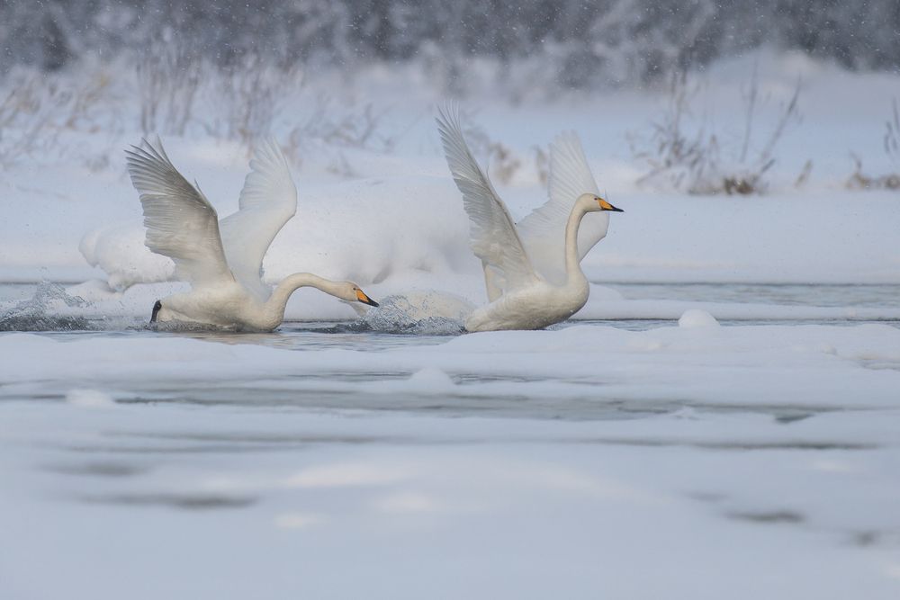 Photograph by Светлана Писарева