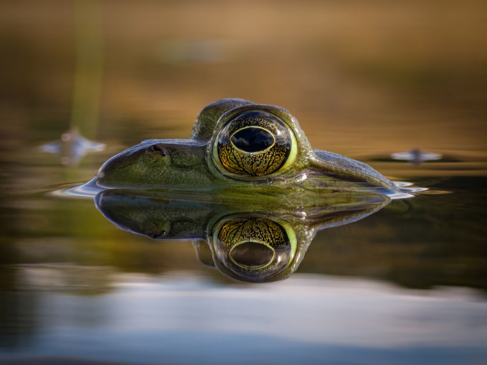 Calm Elegance