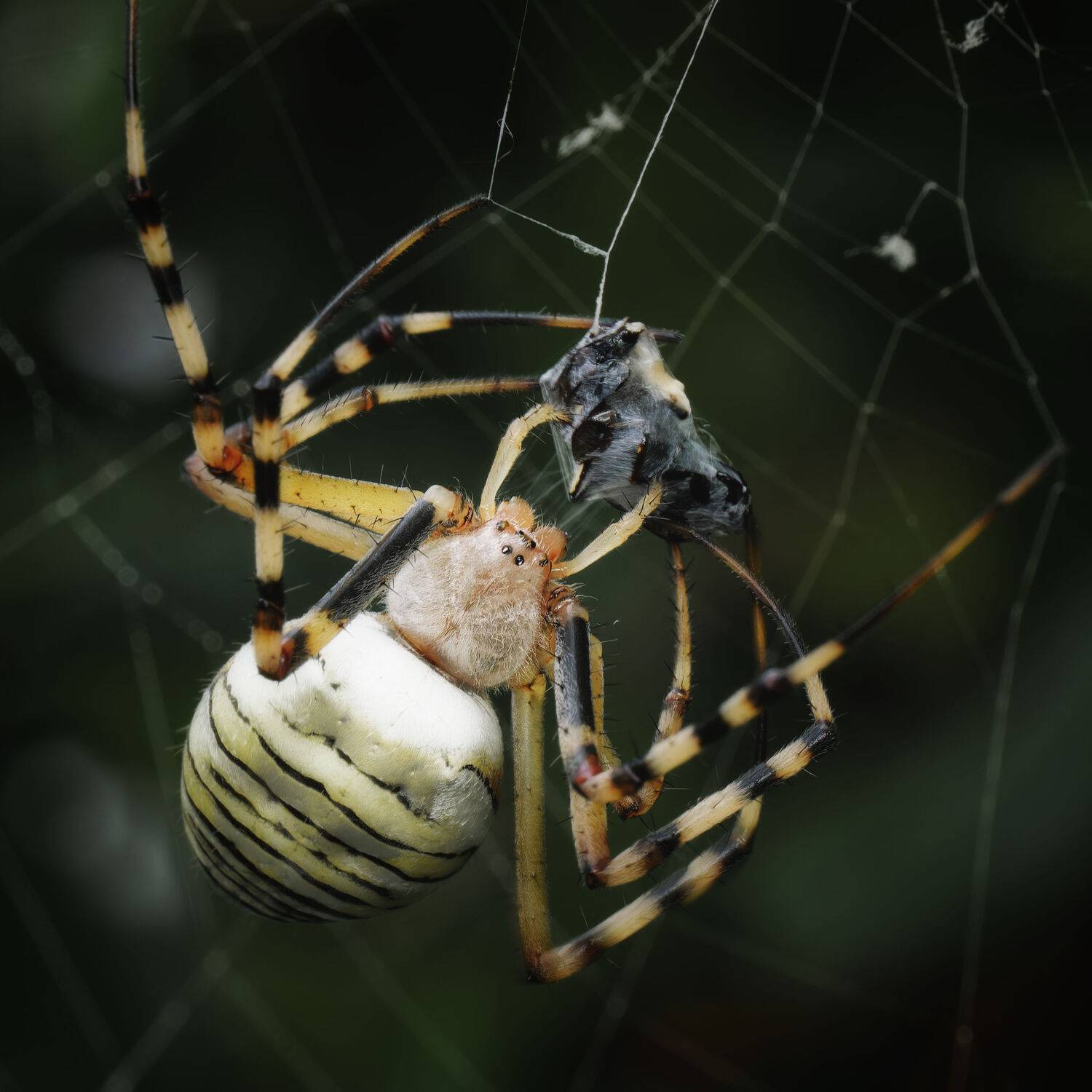 Фотография #13209915