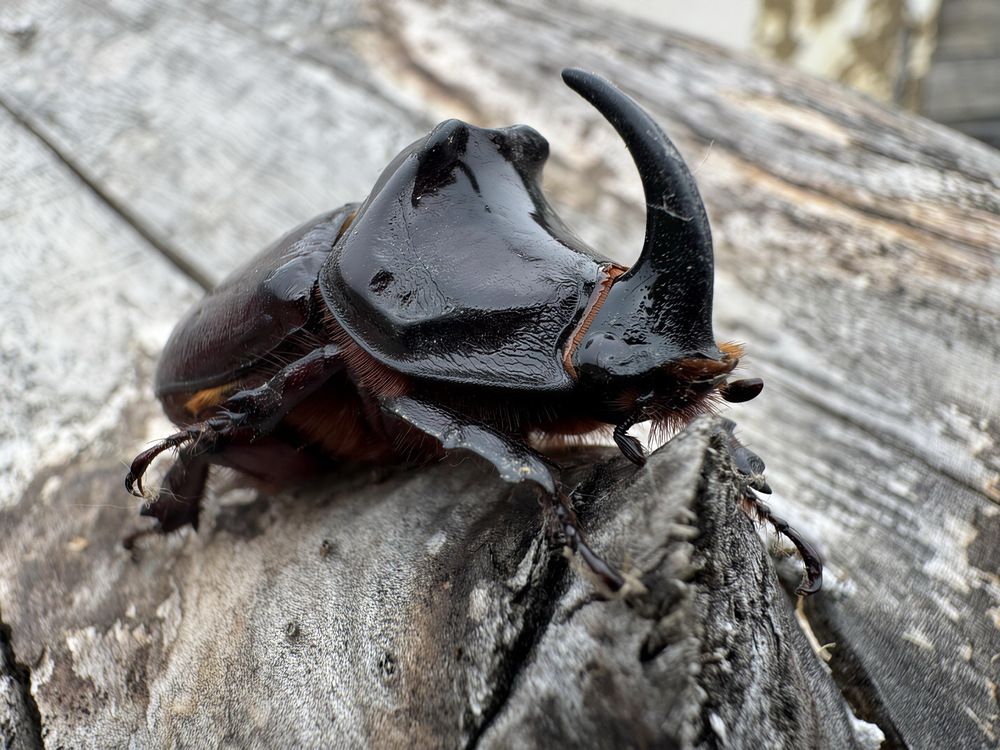 Жук-носорог (Oryctes nasicornis)