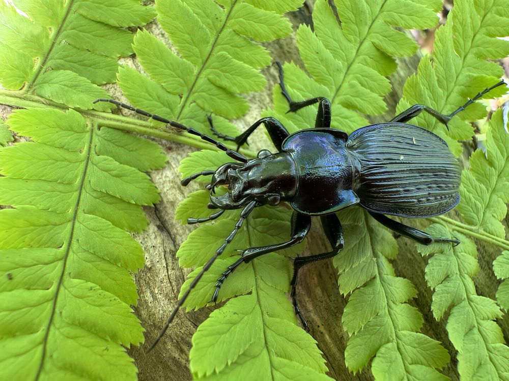 Жужелица Carabus miroshnikovi
