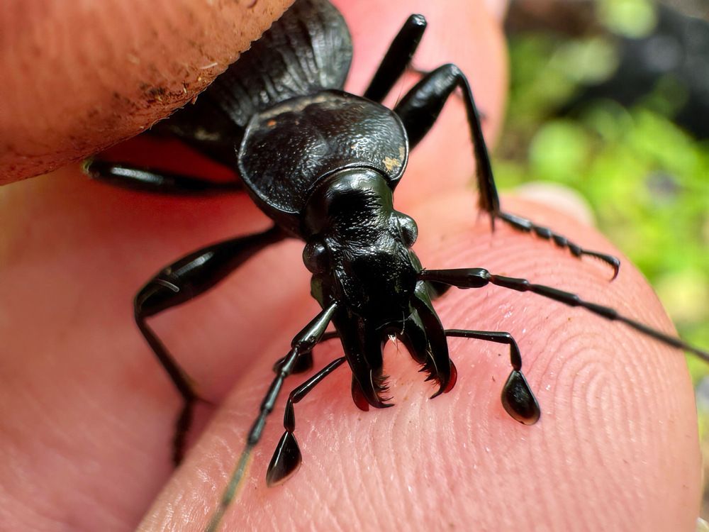 Жужелица Цихрус (Cychrus aeneus ssp. starcki)