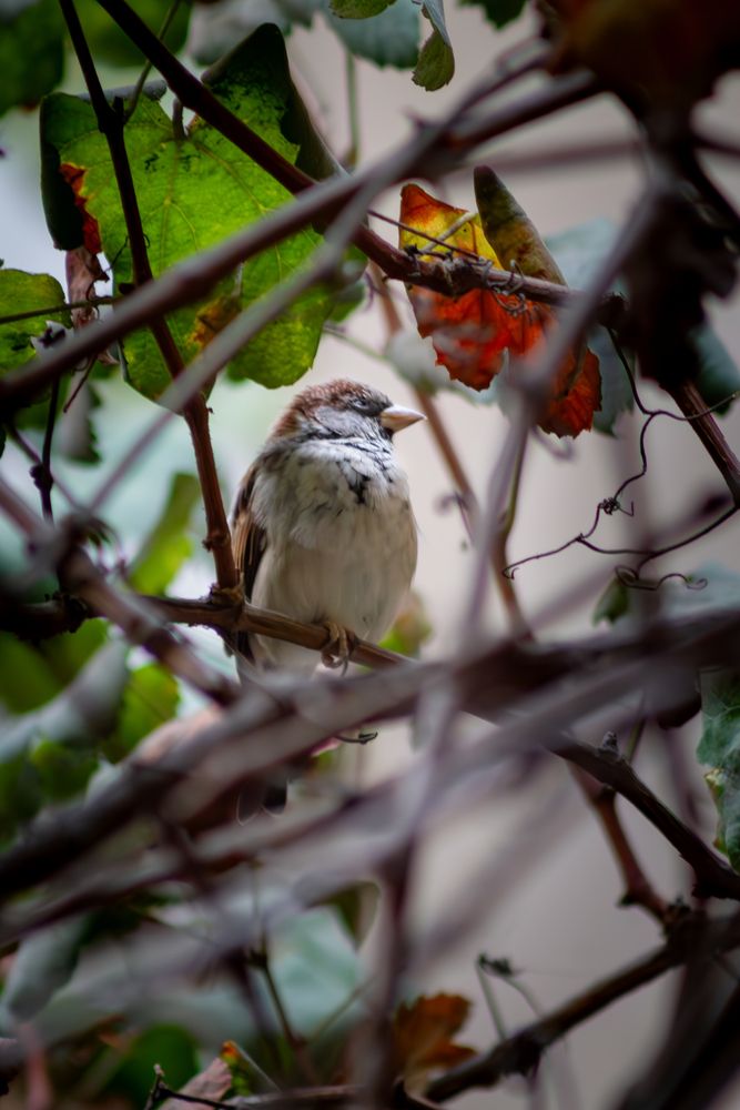 Photograph by Kevin Williams Huamán Clímaco