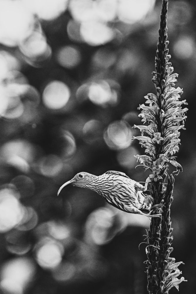 Photograph by SRIMANTA RAY