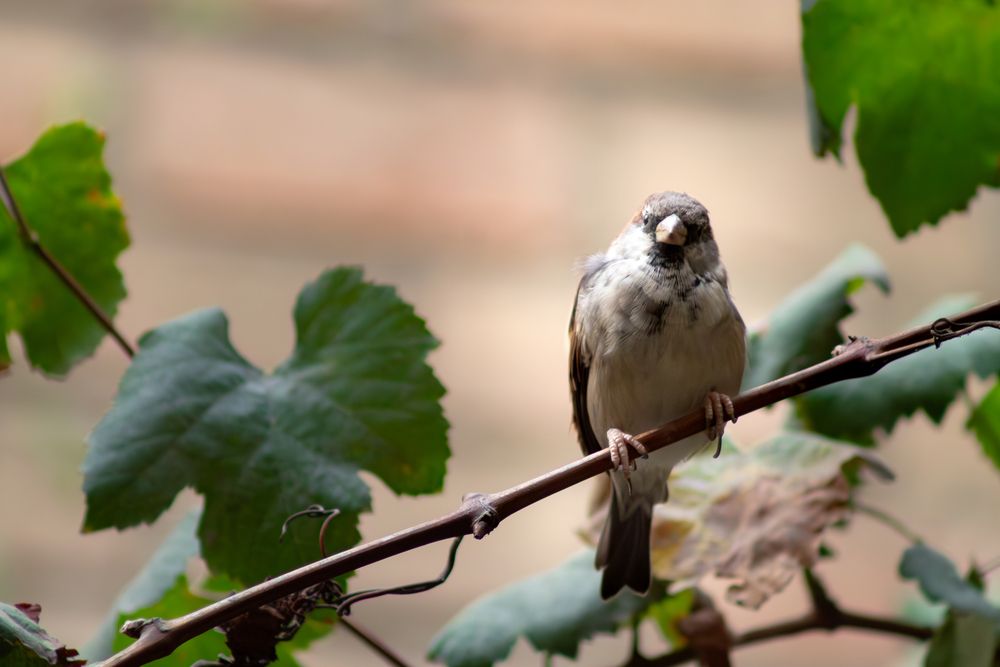 Photograph by Kevin Williams Huamán Clímaco