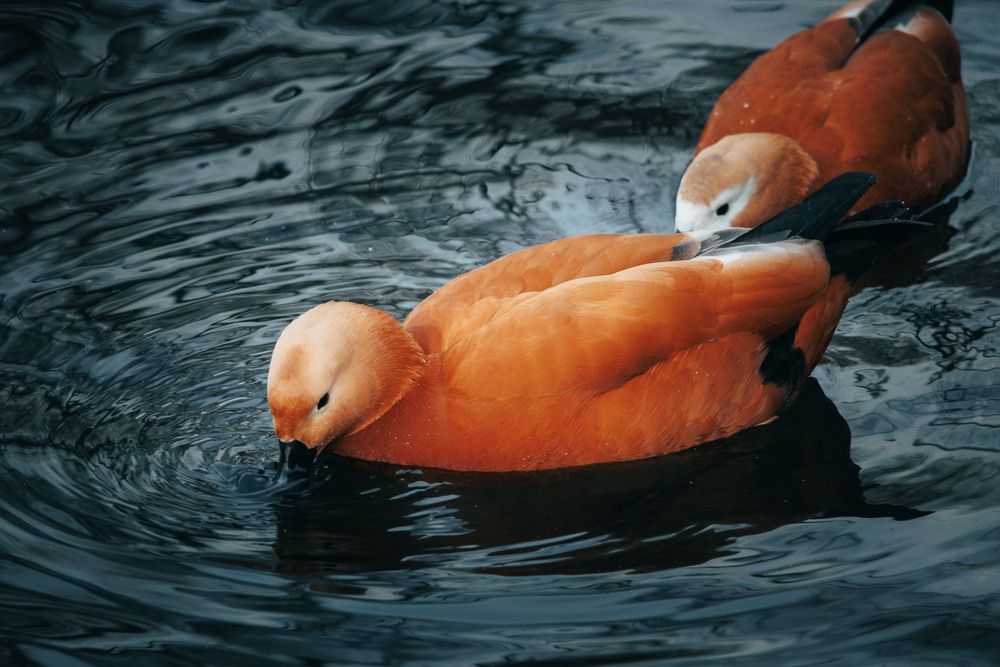 Photograph by Ольга Широкова