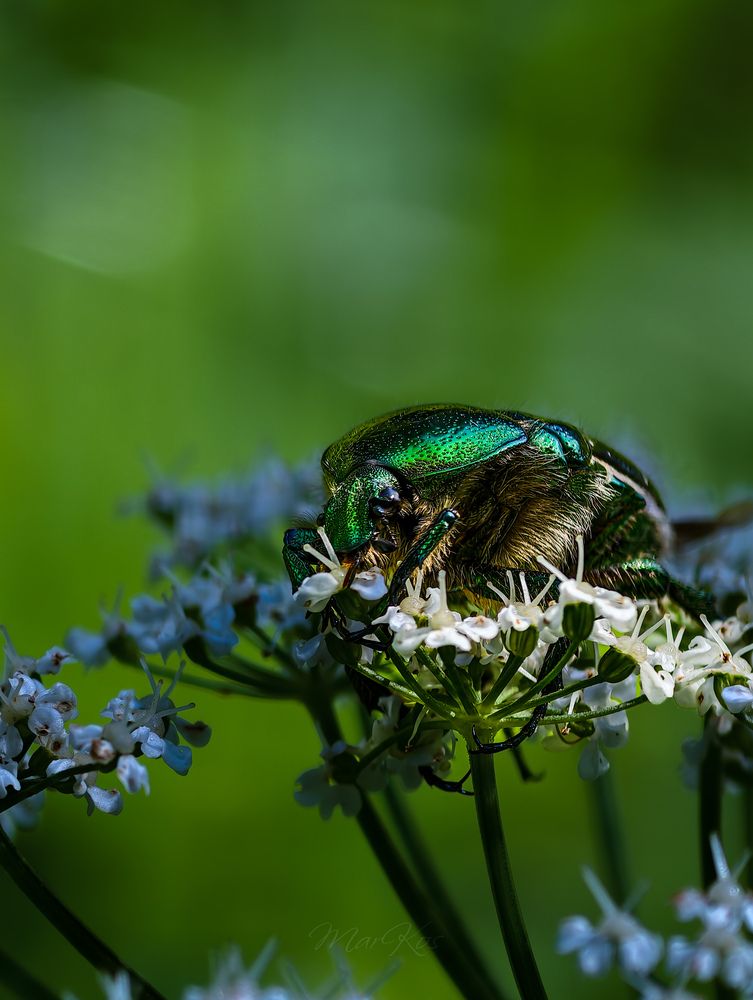 Photograph by Konstantin Martynov