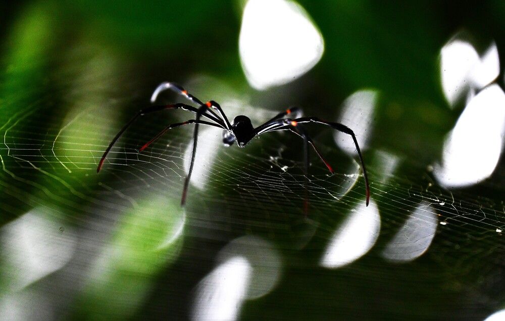 Web of Shadows