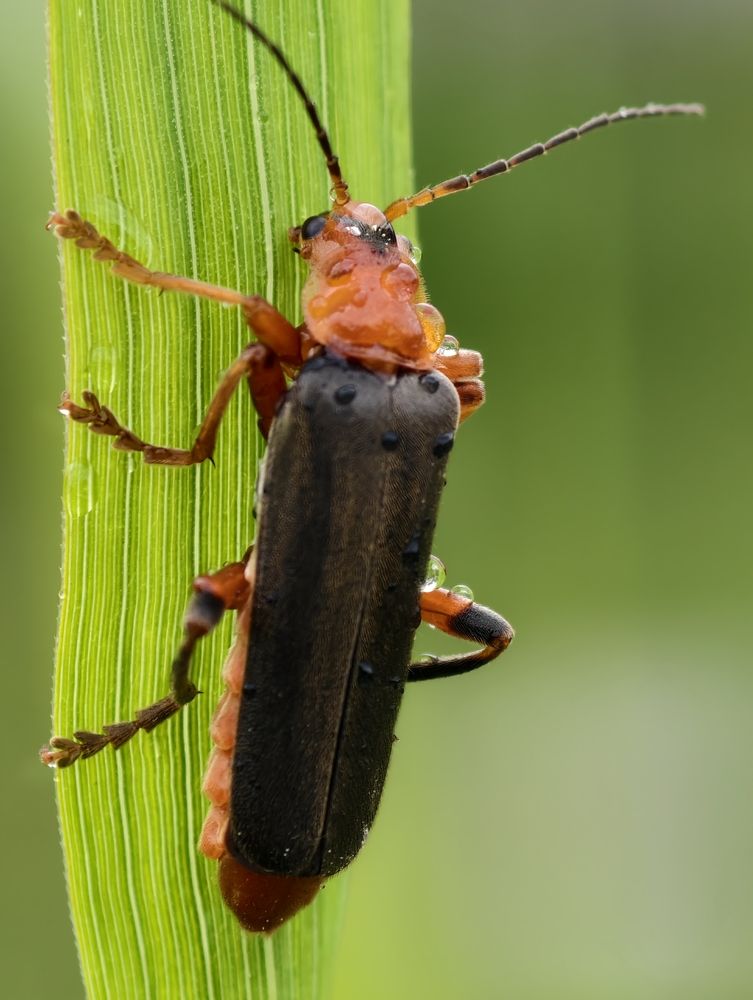 Photograph by Евгений Аксененко