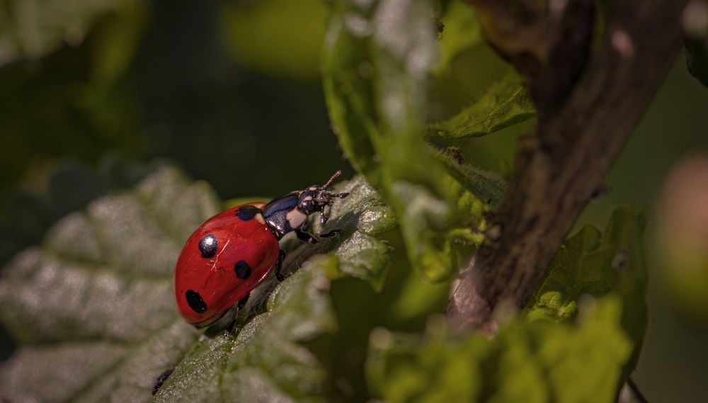 Photograph by Сергей Басов