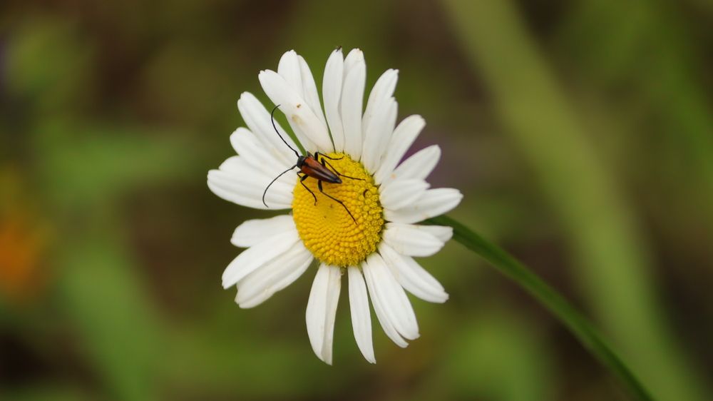 Photograph by Екатерина Александровна