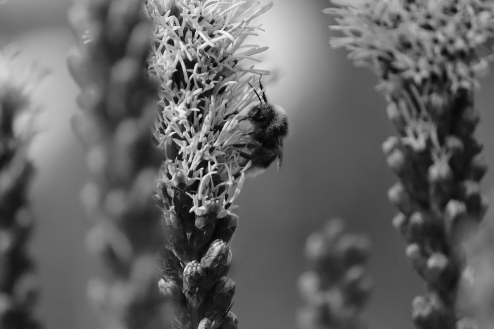 Photograph by Екатерина Александровна