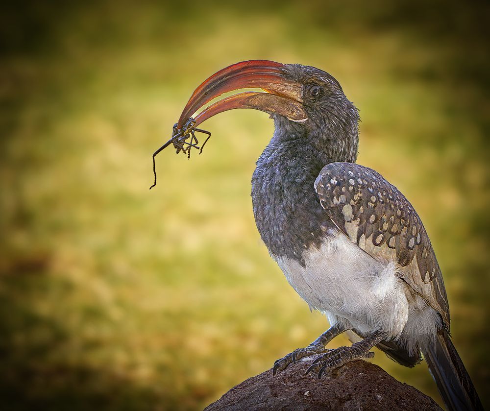 Photograph by Boris Bekelman