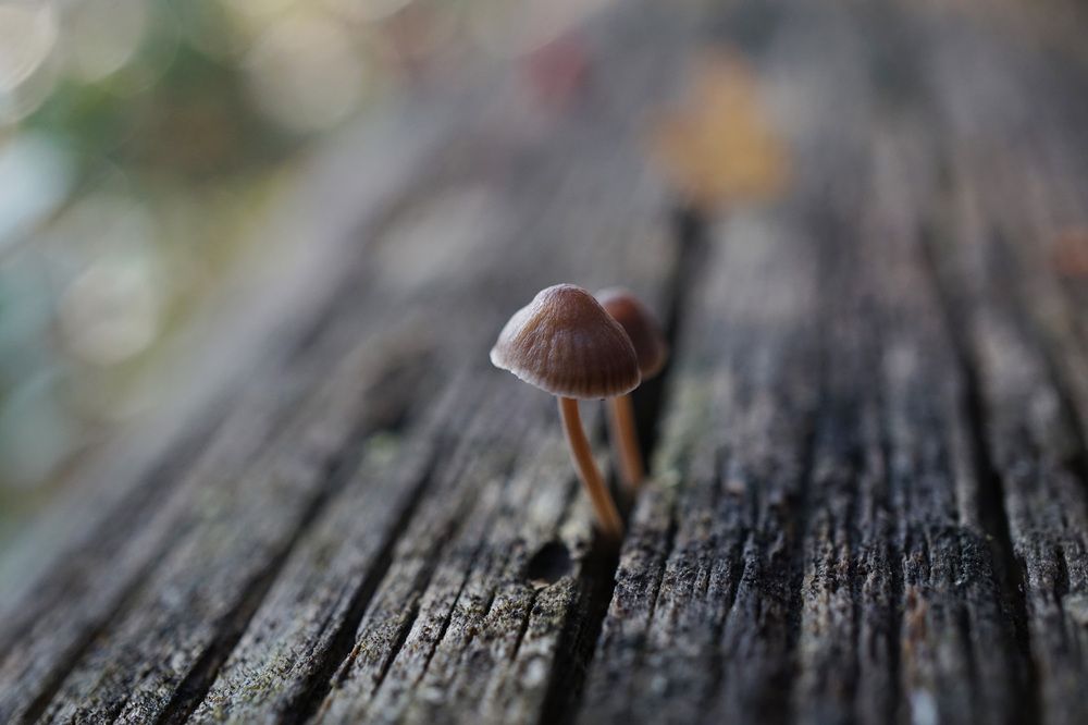 Photograph by Лена Максимкина