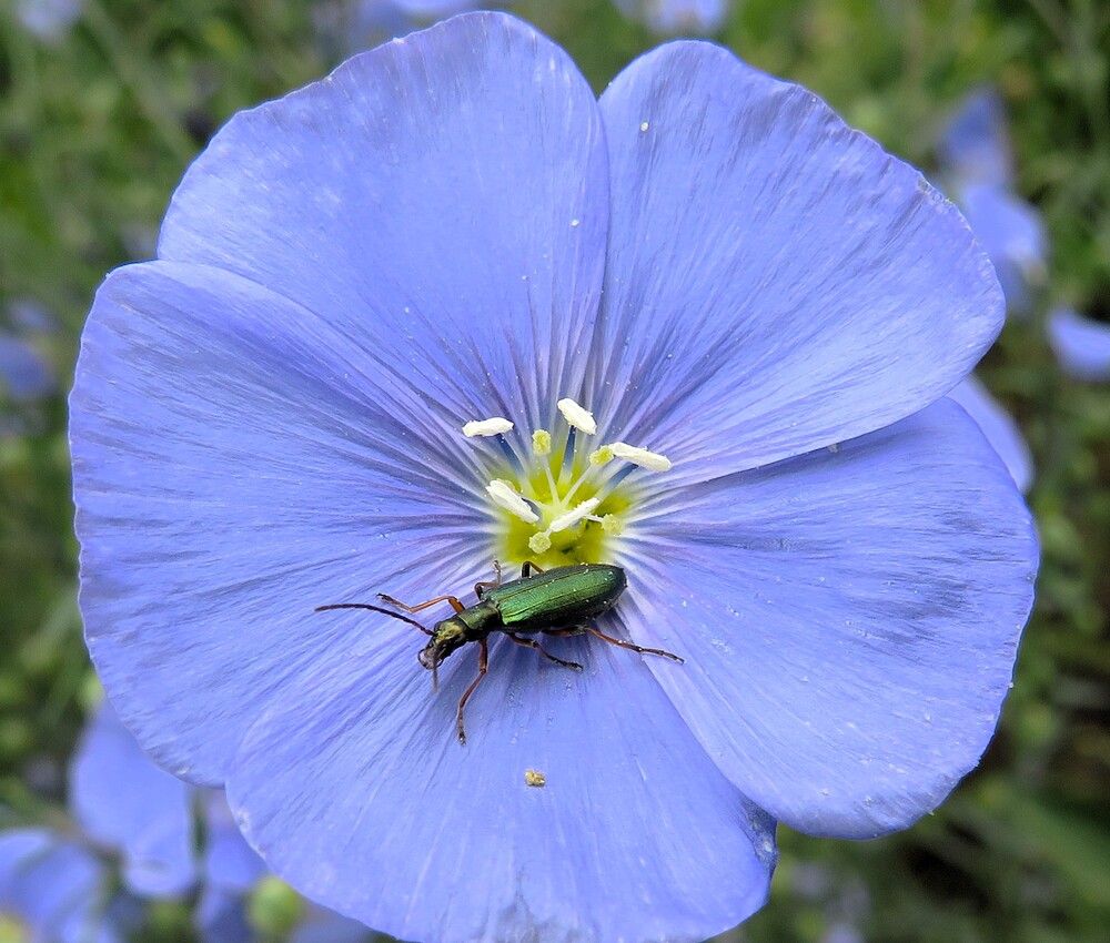 Жук шпанская мушка