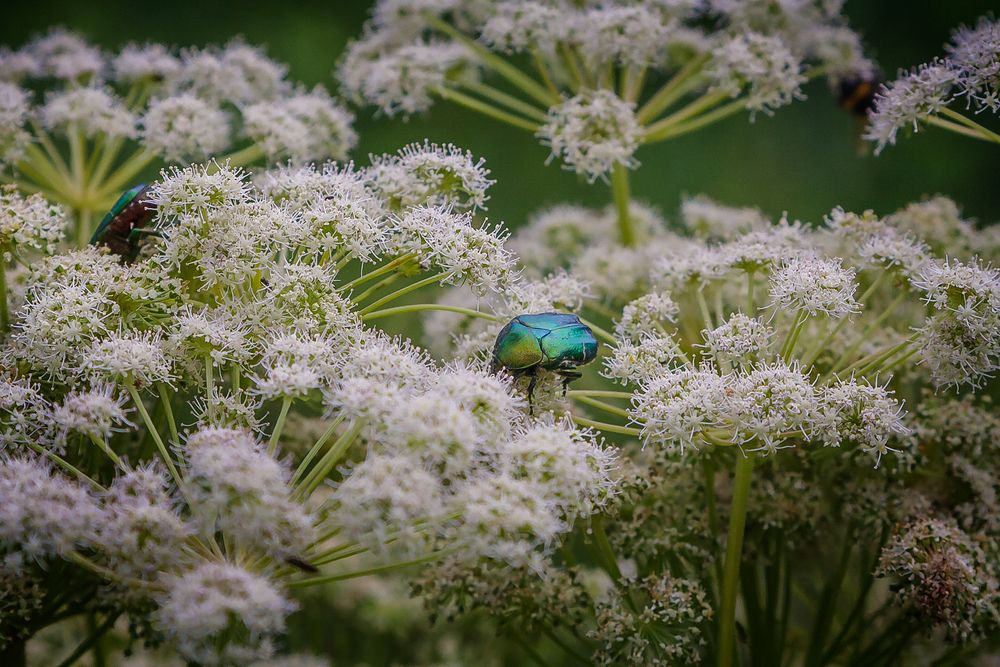Фотография автора Алексей Трифонов
