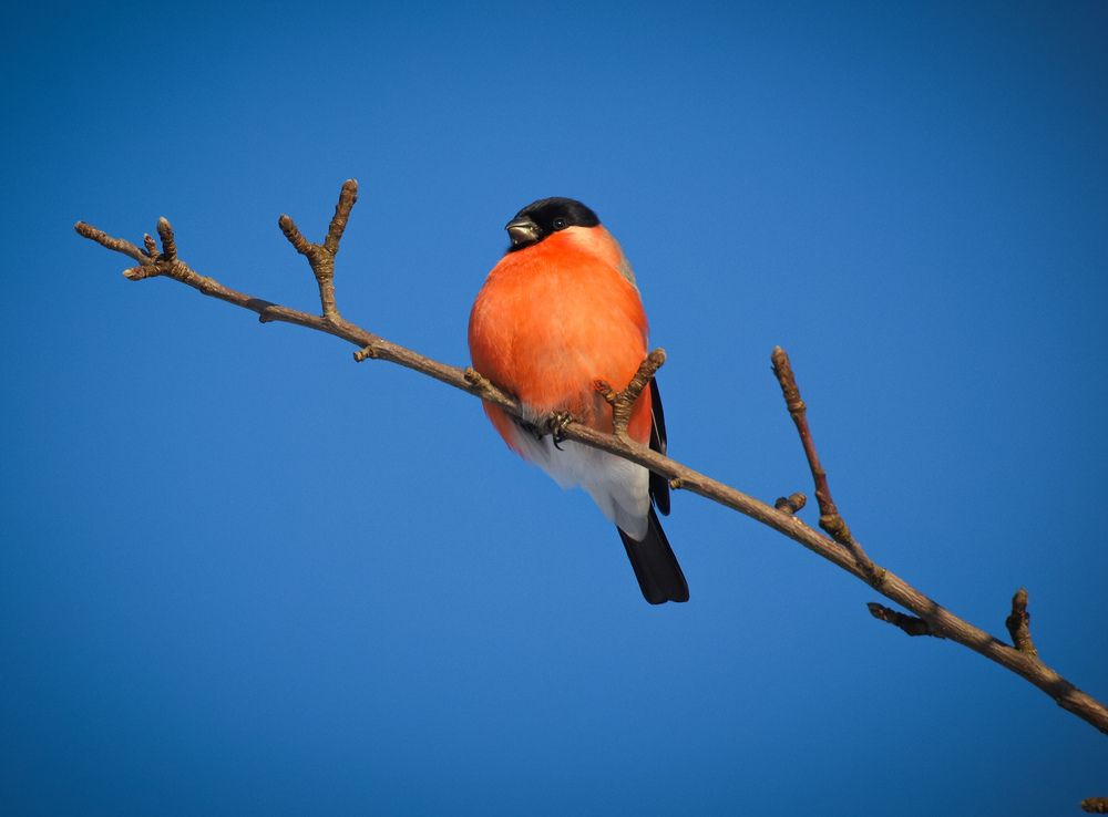 Фотография автора Роман Савин