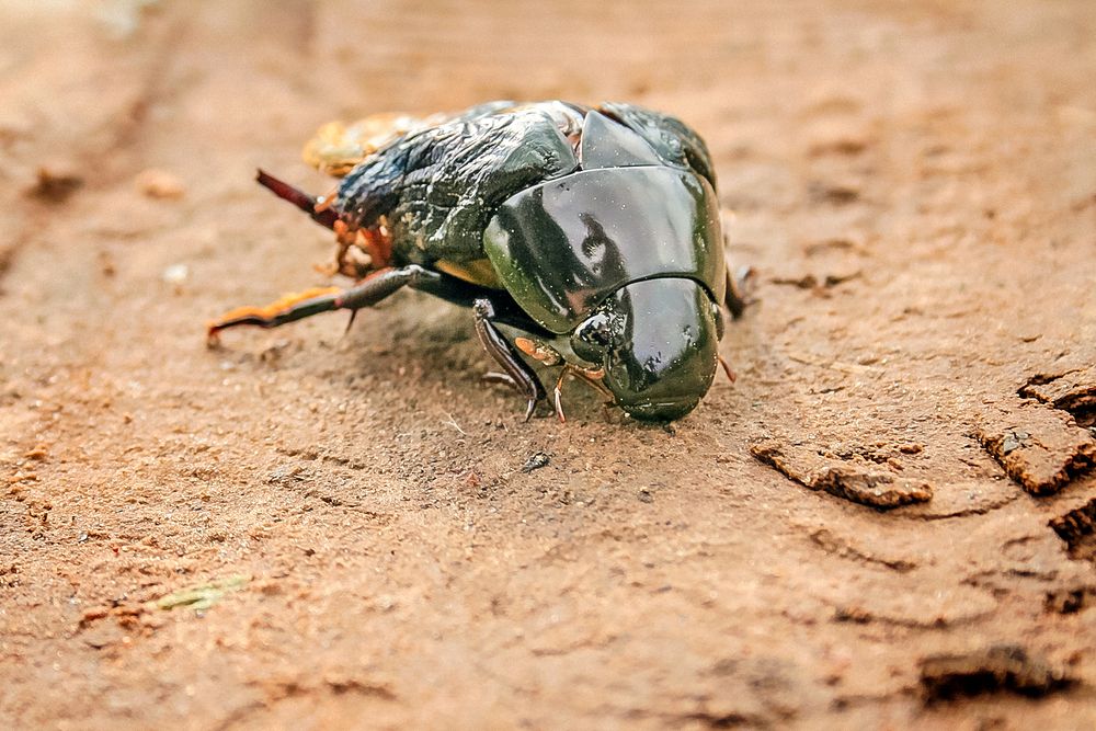 Фотография автора Алексей Трифонов