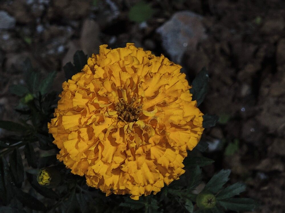 Marigold